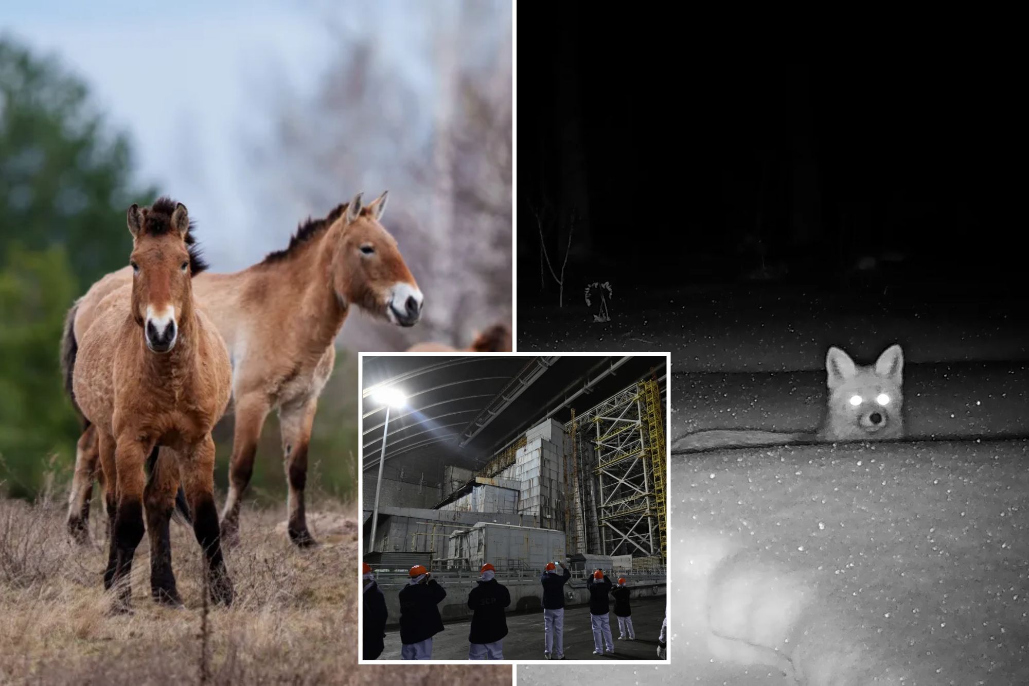 Chernobyl’s radioactive landscape is testament to nature’s resilience ...