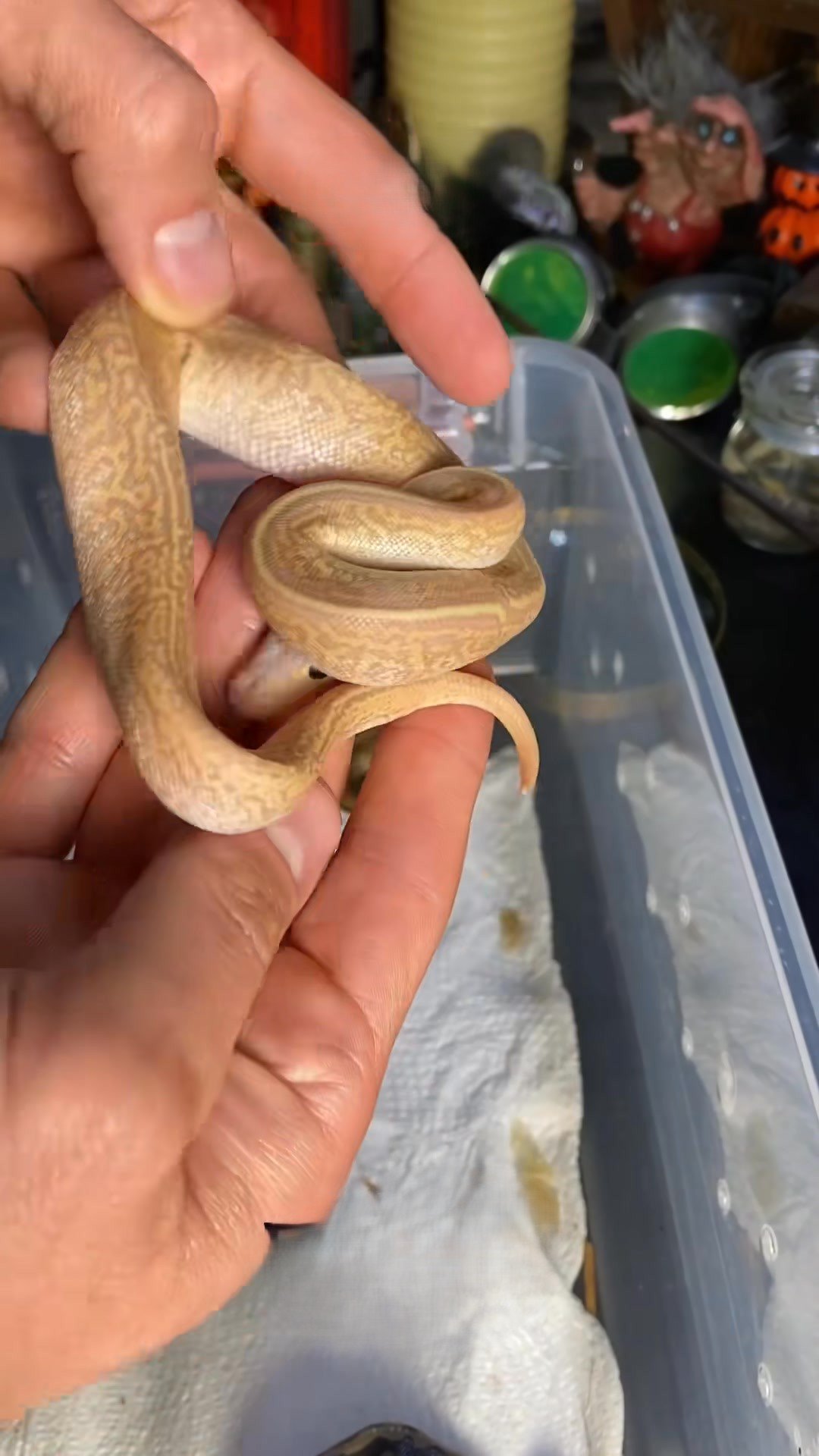 Children’s pythons explore after hatching