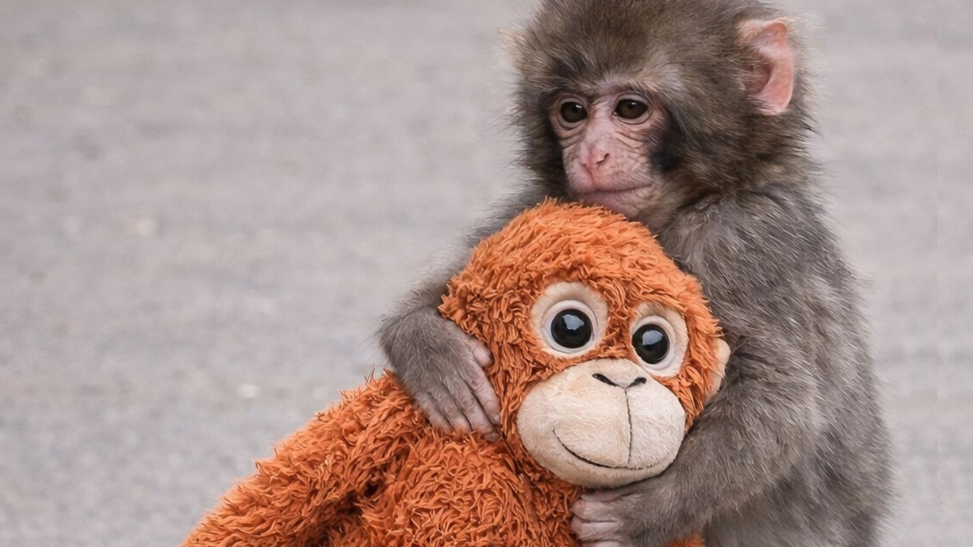 Punch the monkey: A lesson about sympathy