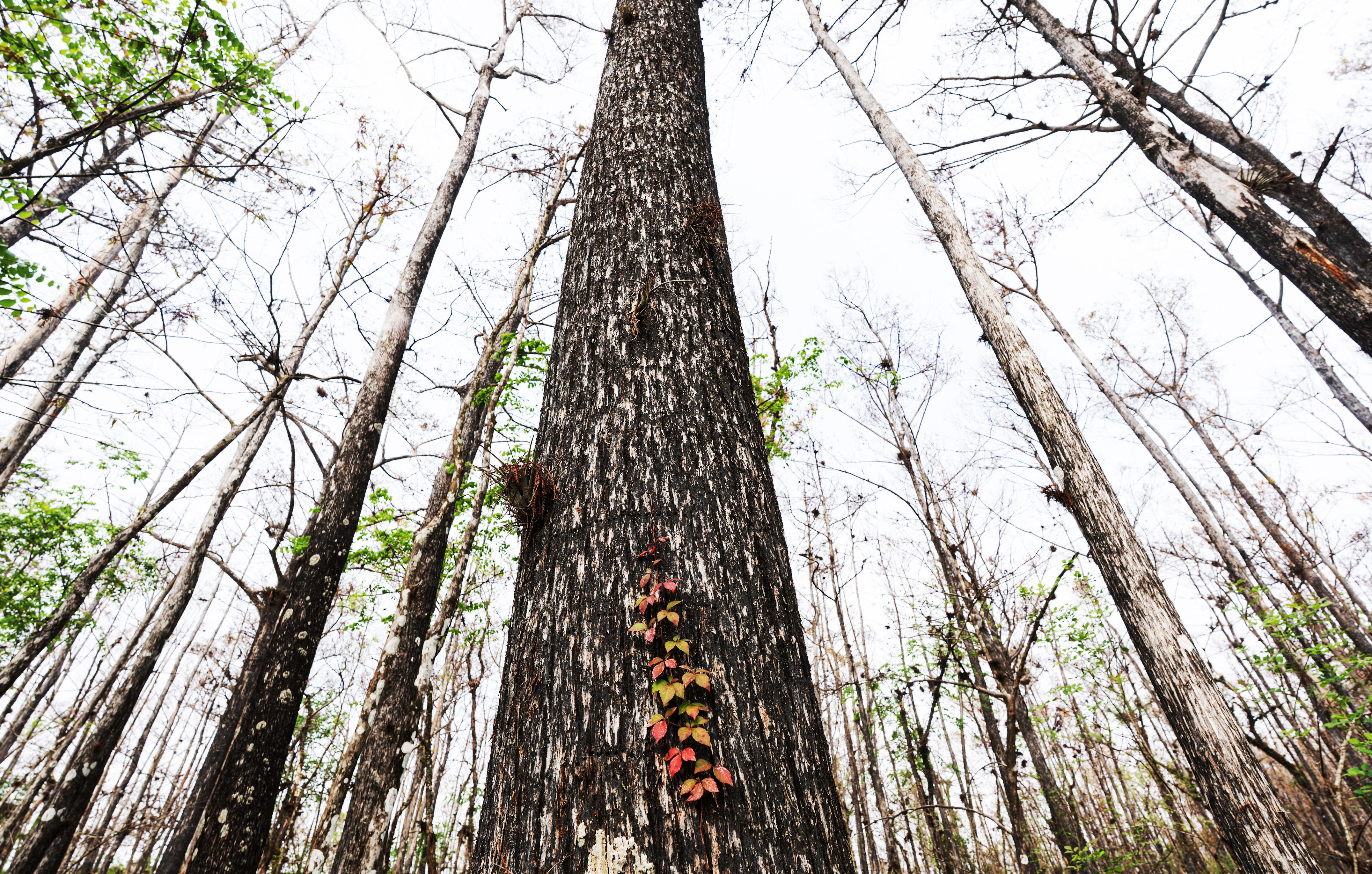 5 Florida trees native to the Treasure Coast and good shade trees