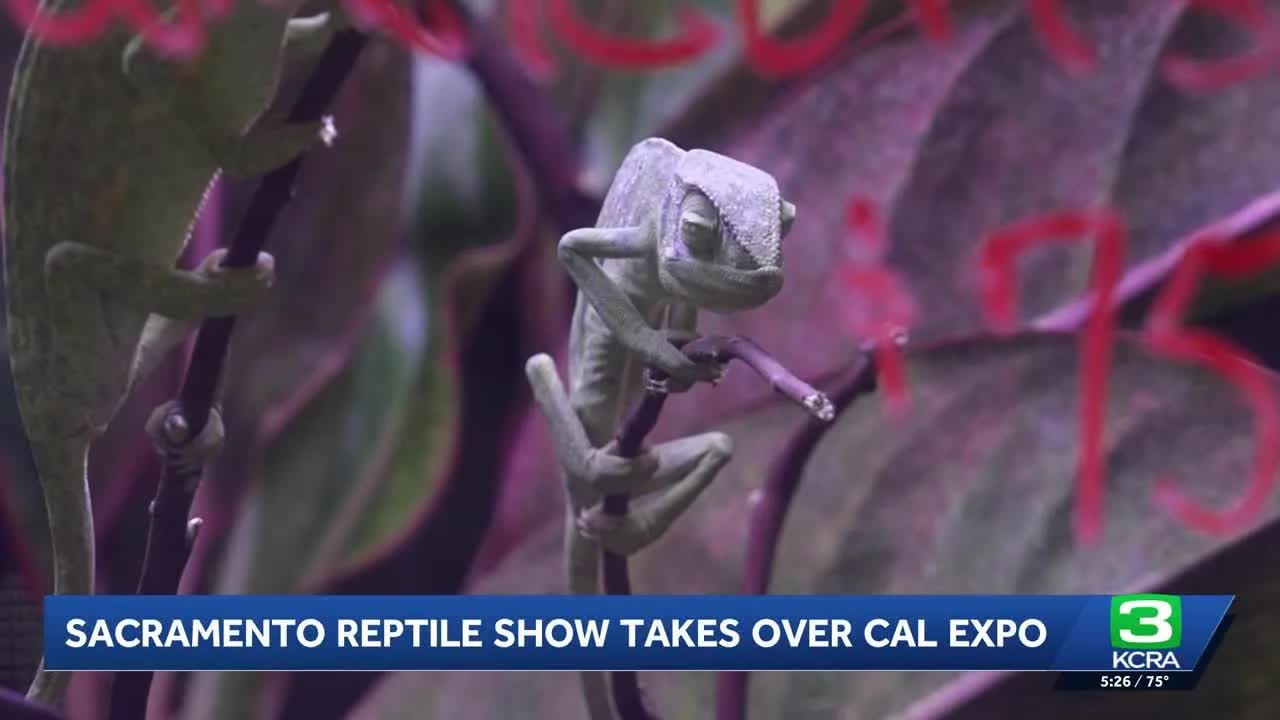 Thousands of reptiles on display for the Sacramento Reptile Show