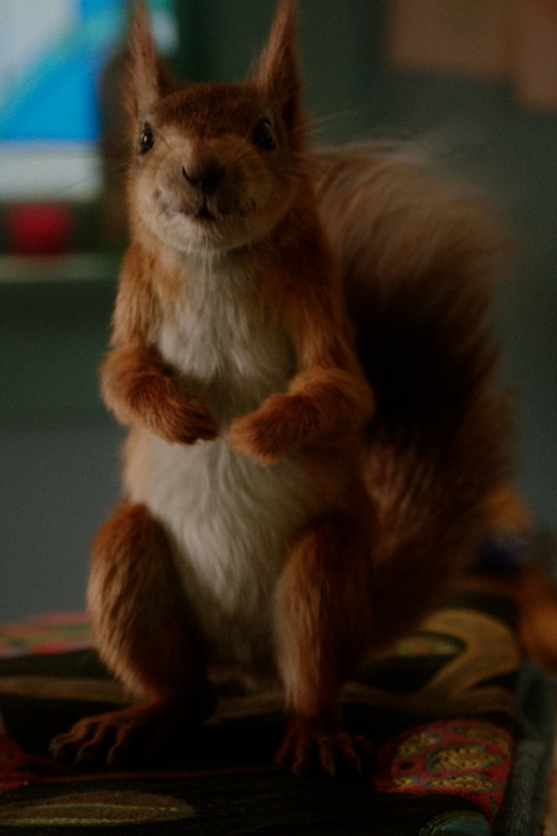 Big powers, small hero: The squirrel saving more than the day