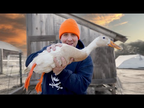 Daily routine follows life of a productive runner duck
