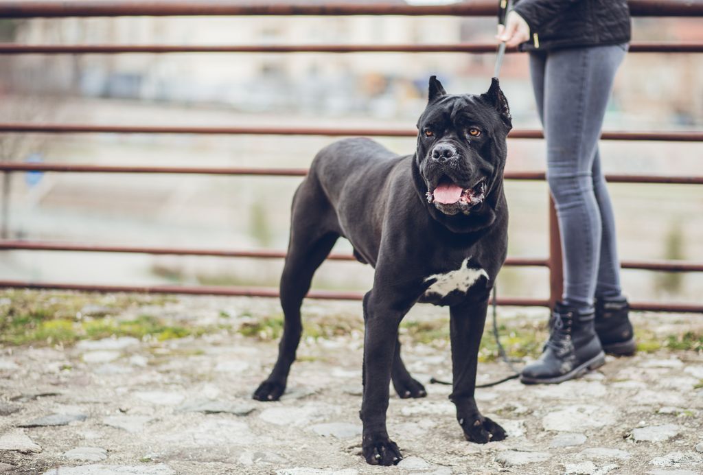 Bastone Da Addestramento Per Cani | Asta Da Flirt Portatile Con Design Elastico, Per Cuccioli E Cani Di Piccola Taglia