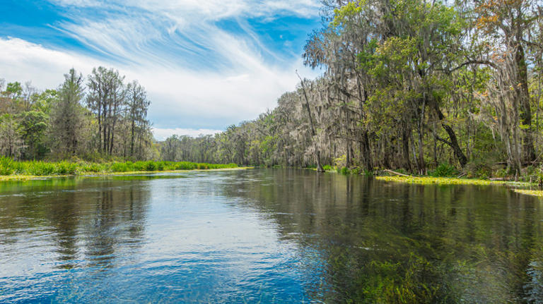 Between Jacksonville and Tallahassee is a Florida state forest with ...