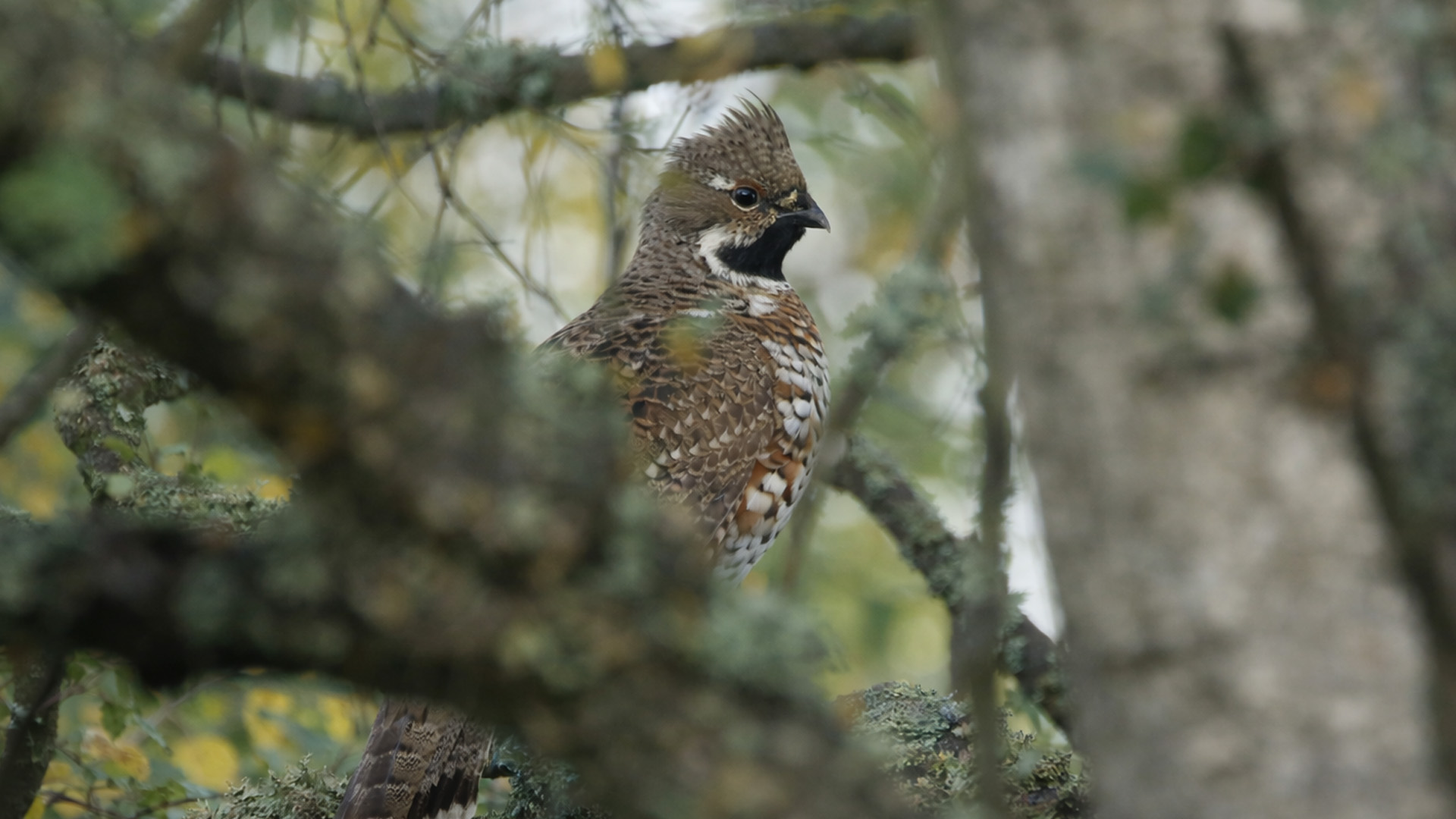 This bird stayed hidden until you look closer - hidden camera