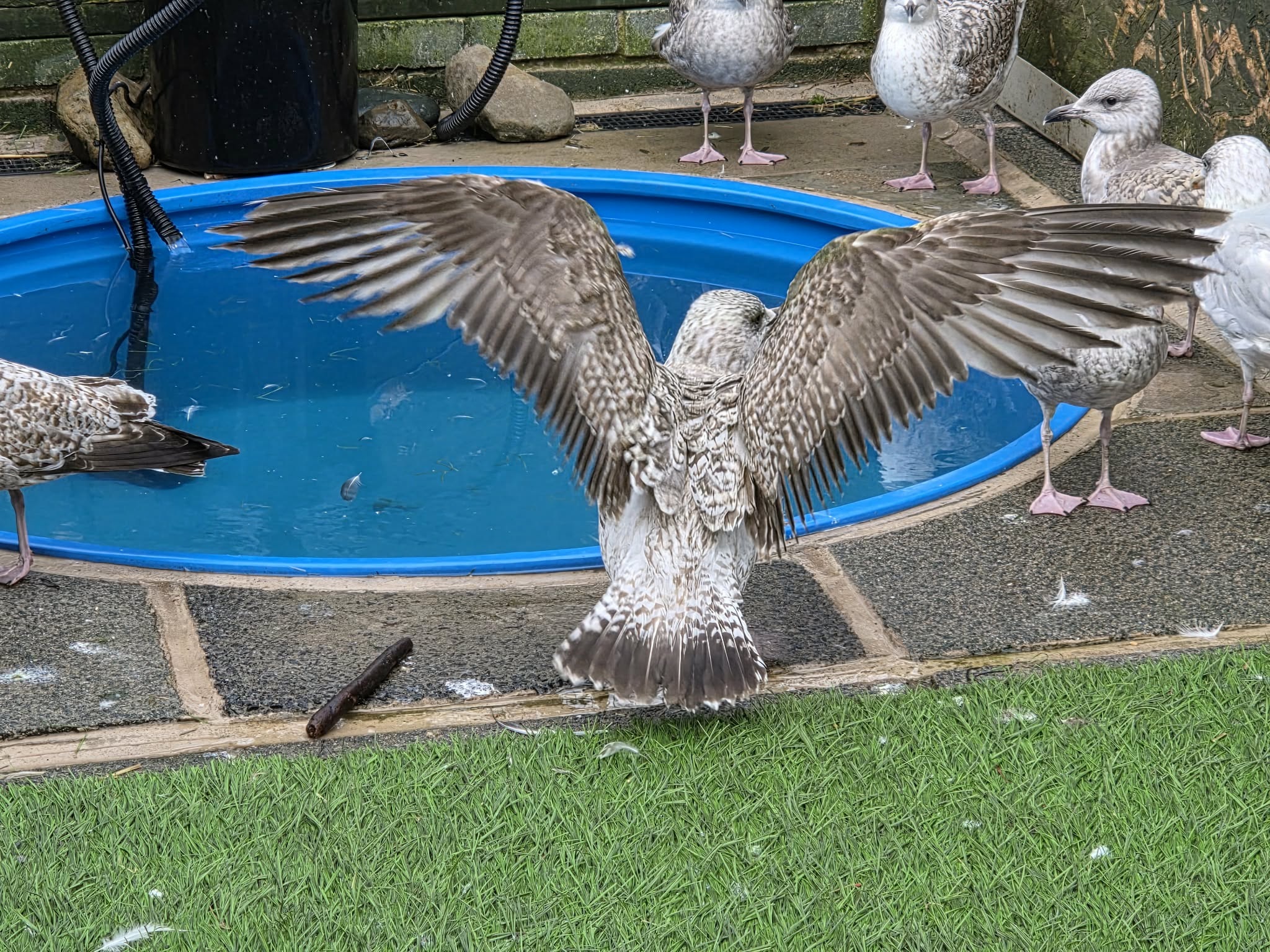 Brambles Wildlife Rescue updates on trapped seagull rescued from ...