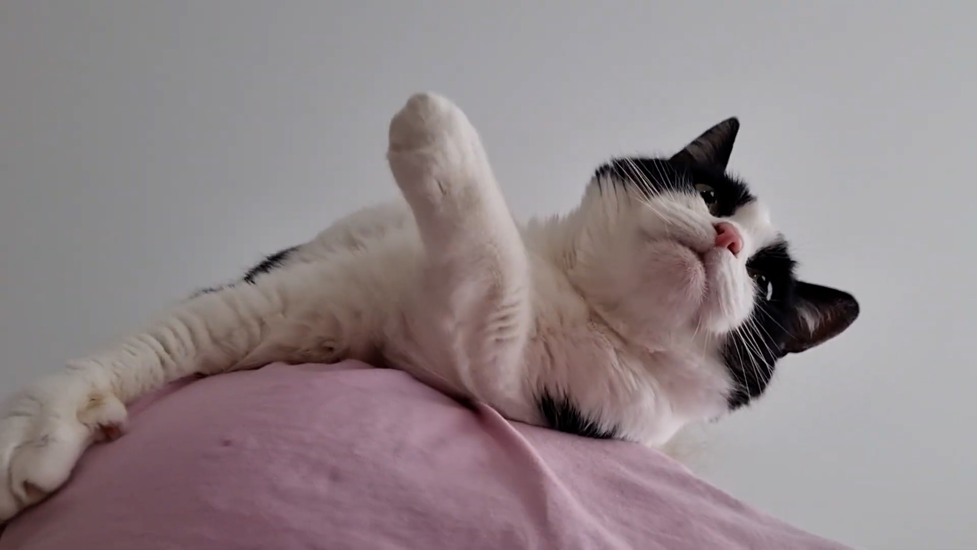 This cat demonstrates purring techniques