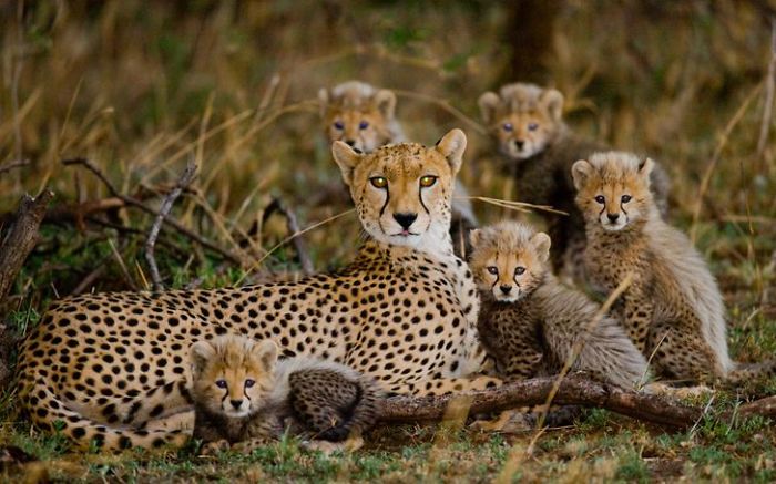 30 Wildlife Photos Taken In Dangerous Locations