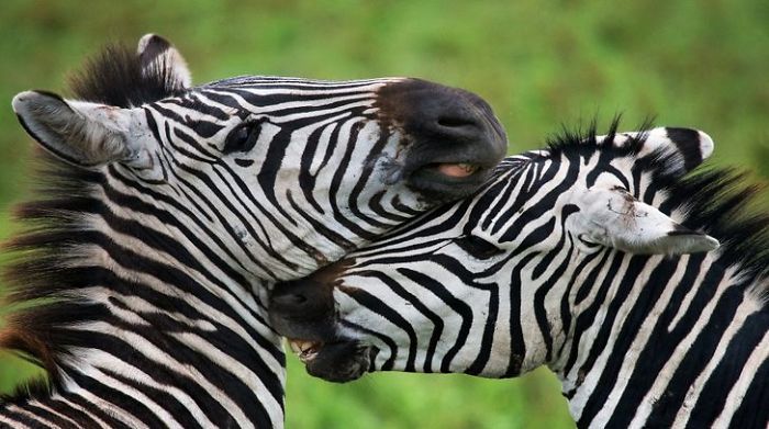 30 Wildlife Photos Taken In Dangerous Locations
