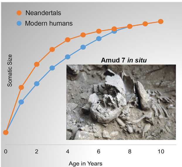 Scientists discover 50,000-year-old Neanderthal baby in a cave with the ...