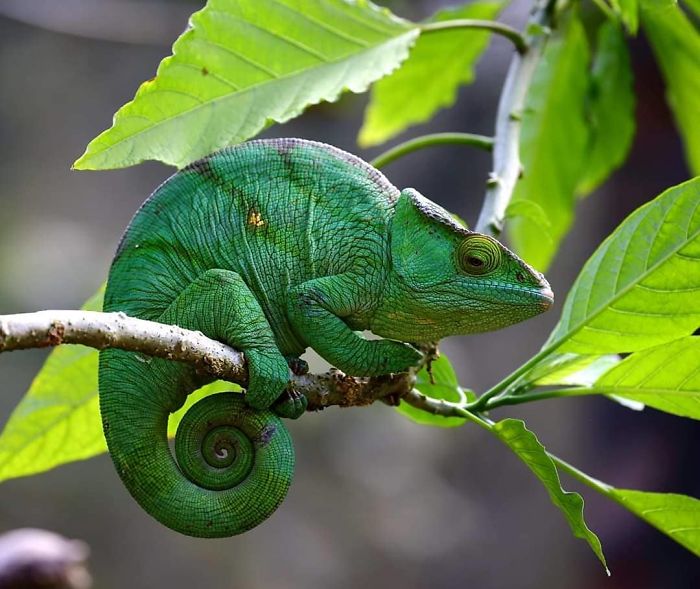 30 Wildlife Photos Taken In Dangerous Locations
