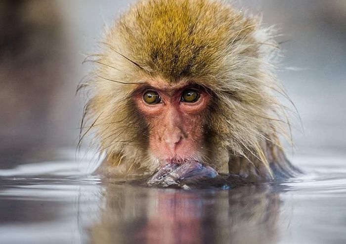 30 Wildlife Photos Taken In Dangerous Locations