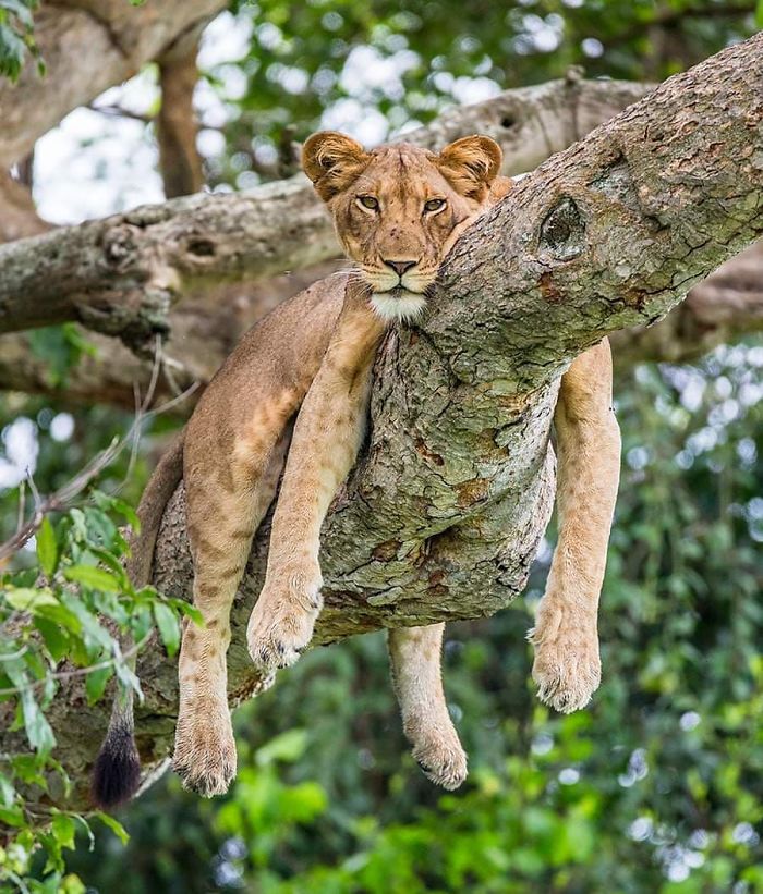 30 Wildlife Photos Taken In Dangerous Locations