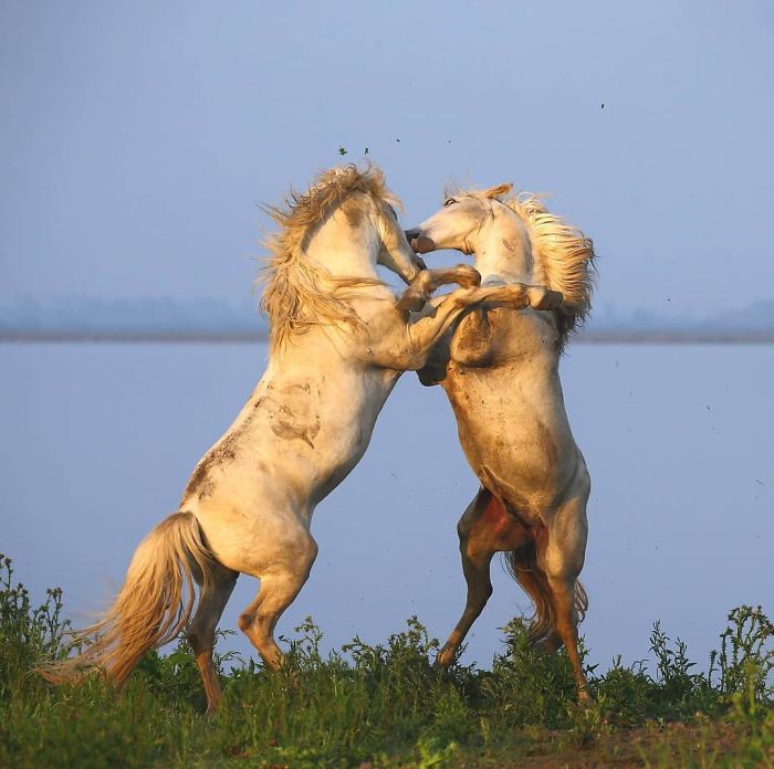 30 Wildlife Photos Taken In Dangerous Locations