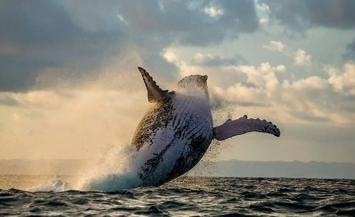 30 Wildlife Photos Taken In Dangerous Locations