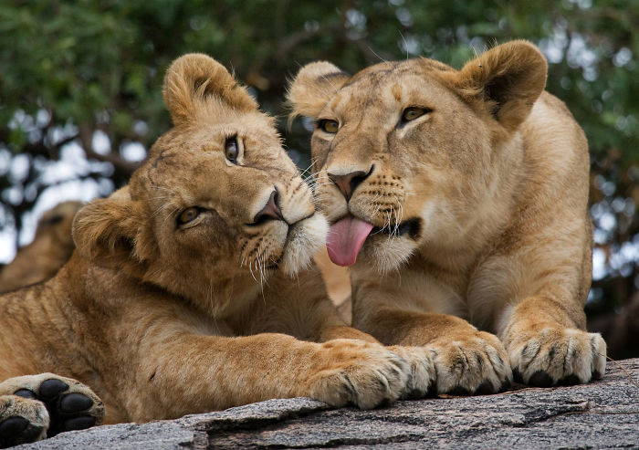 30 Wildlife Photos Taken In Dangerous Locations