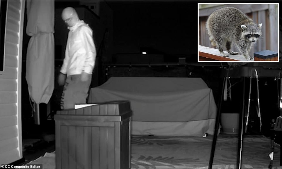 Woman checks night camera for raccoons - finds masked figure staring back