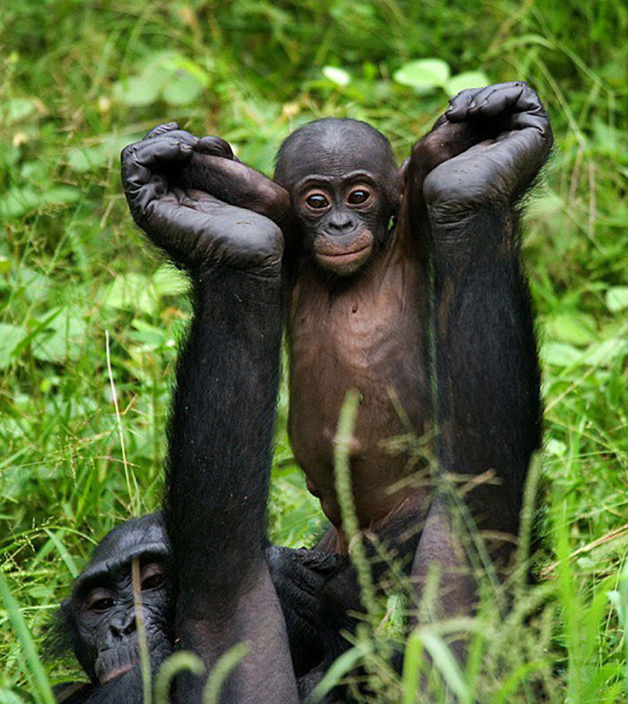 30 Wildlife Photos Taken In Dangerous Locations