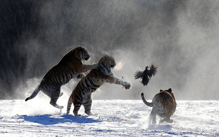 30 Wildlife Photos Taken In Dangerous Locations