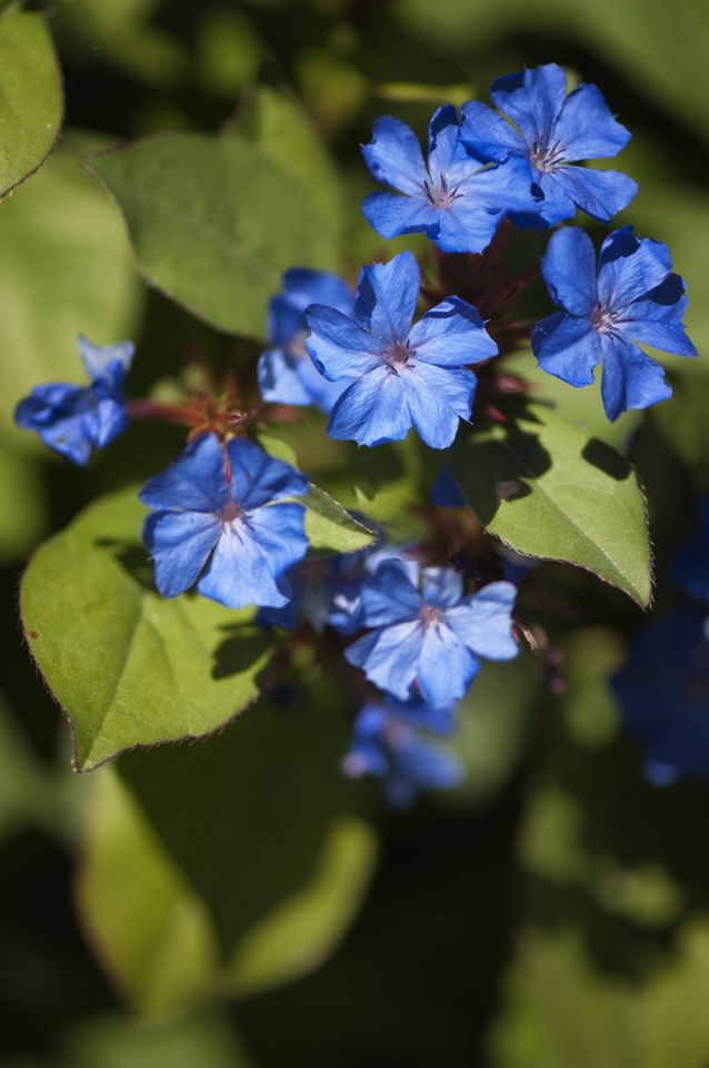 Blue Plumbago
