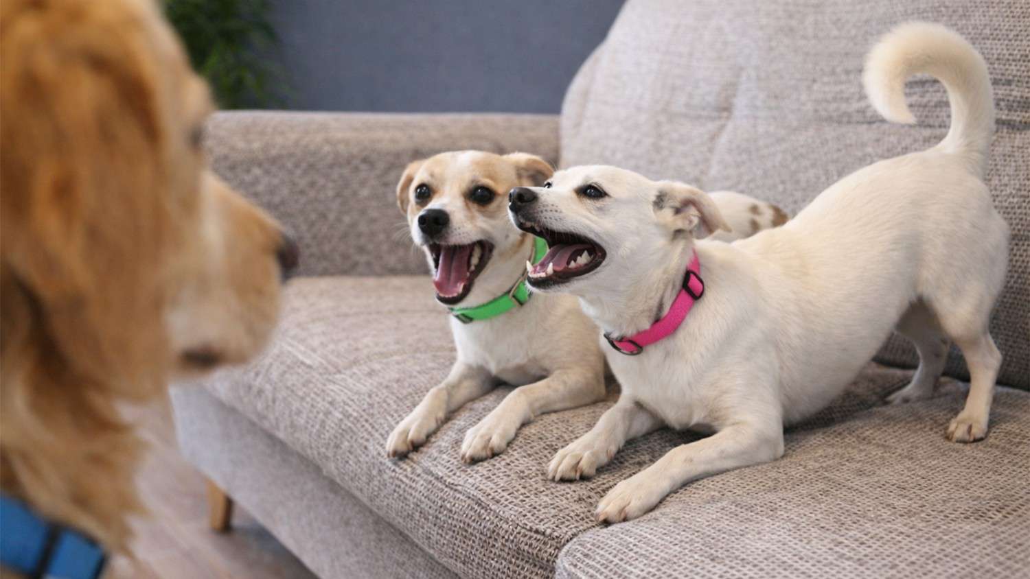 golden-retriever-meets-two-tiny-rescue-puppies-and-chaos-begins