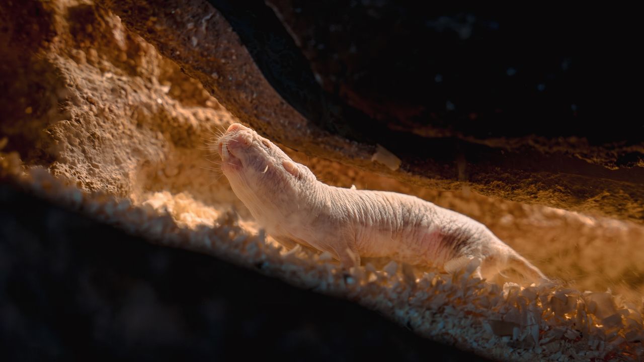 Mole rats wage bloody wars of succession — but one colony did something ...