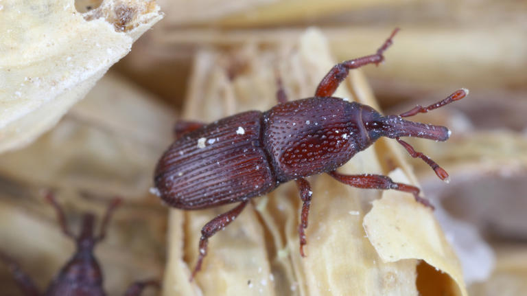5 steps you need to take at the first sign of grain weevils in your kitchen