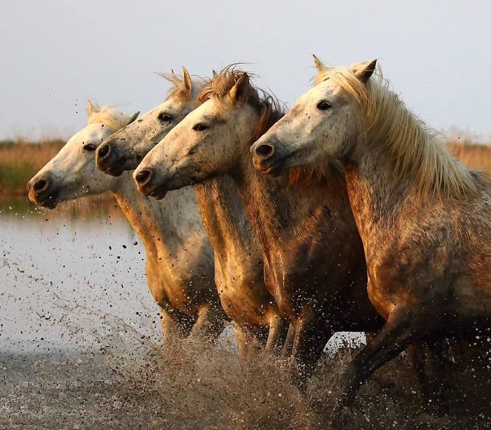 30 Wildlife Photos Taken In Dangerous Locations