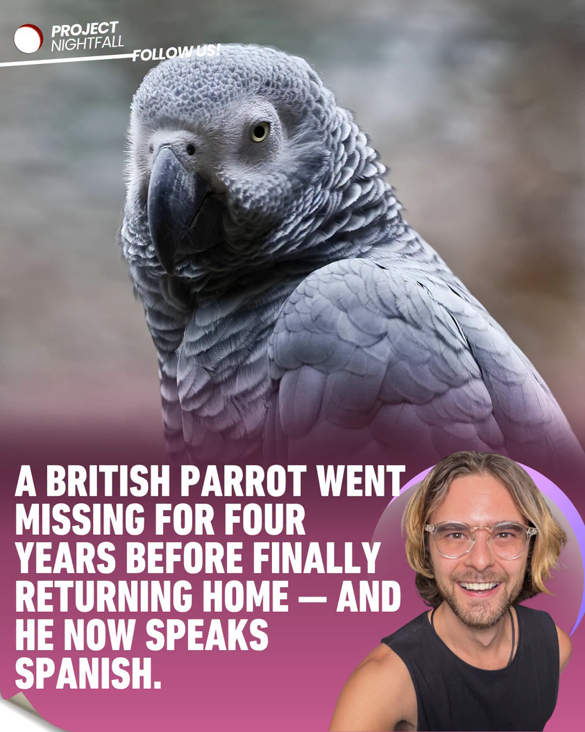 Vanished parrot returns after 4 years, speaking Spanish and barking! A ...
