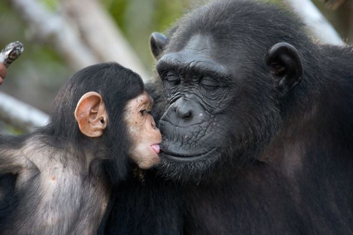 30 Wildlife Photos Taken In Dangerous Locations