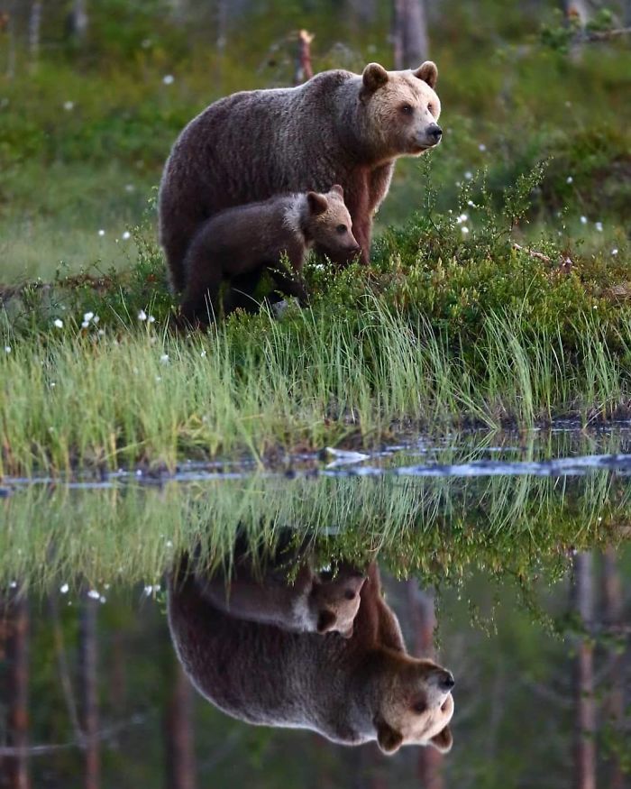 30 Wildlife Photos Taken In Dangerous Locations