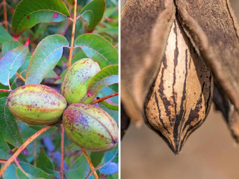 Pecan groves in the Mississippi Delta
