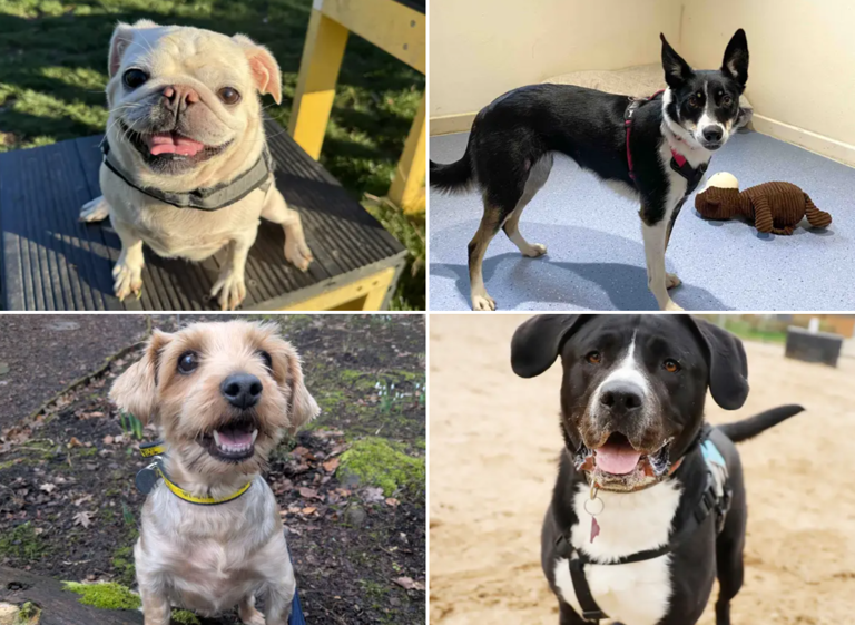 19 lovable Dogs Trust canines looking for their forever homes right ...