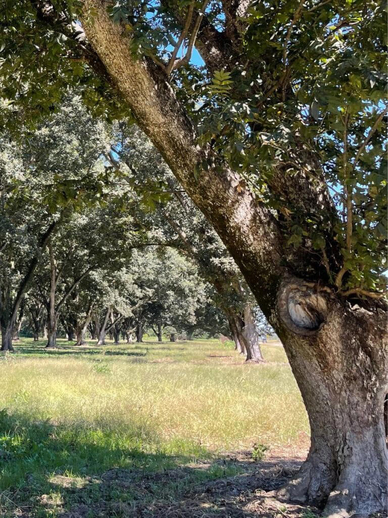 Pecan groves in the Mississippi Delta