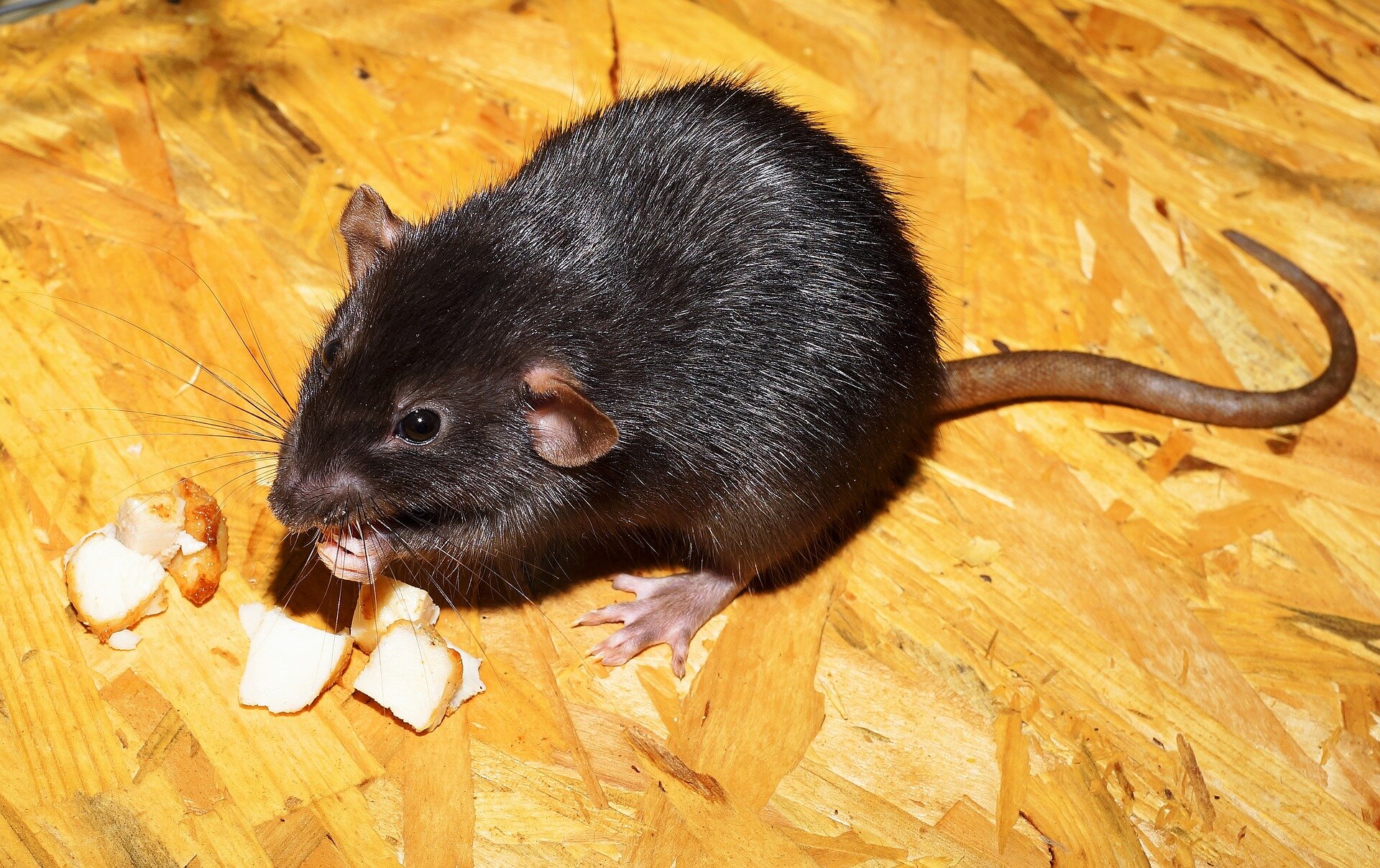 Ratto entra in un bancomat e distrugge migliaia di banconote