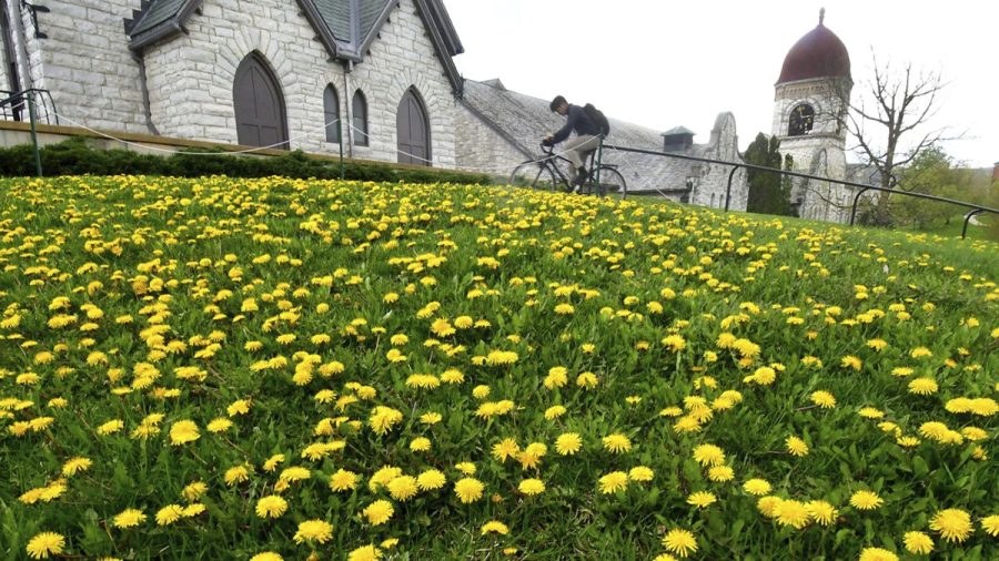 Is a dandelion a weed or a flower? What experts say