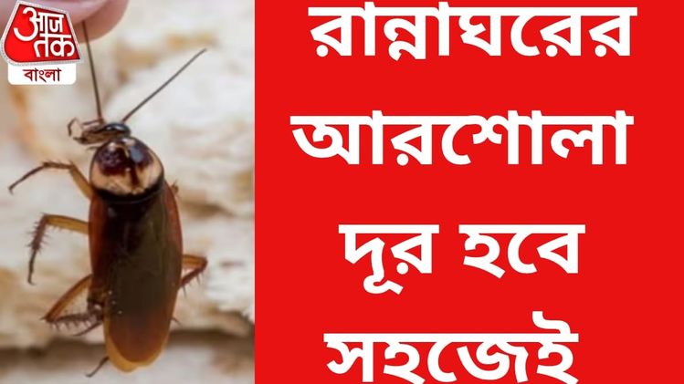 Cockroach home remedies: আর কোনও স্প্রে লাগবে না, রান্নাঘরের আরশোলা ...