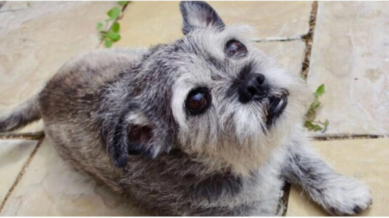Elderly shelter dog dies after alleged restraint by animal control ...