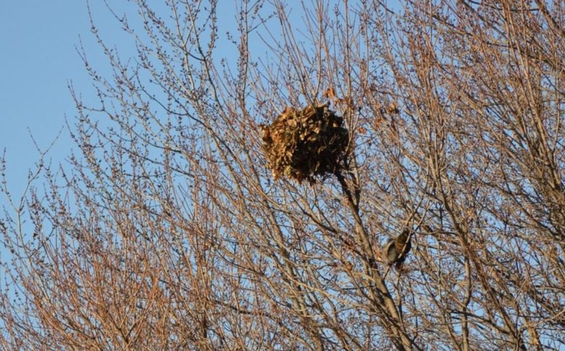Is that leafy ball in your tree what you think it is?