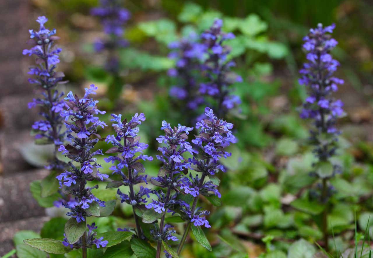 Bugleweed Flower