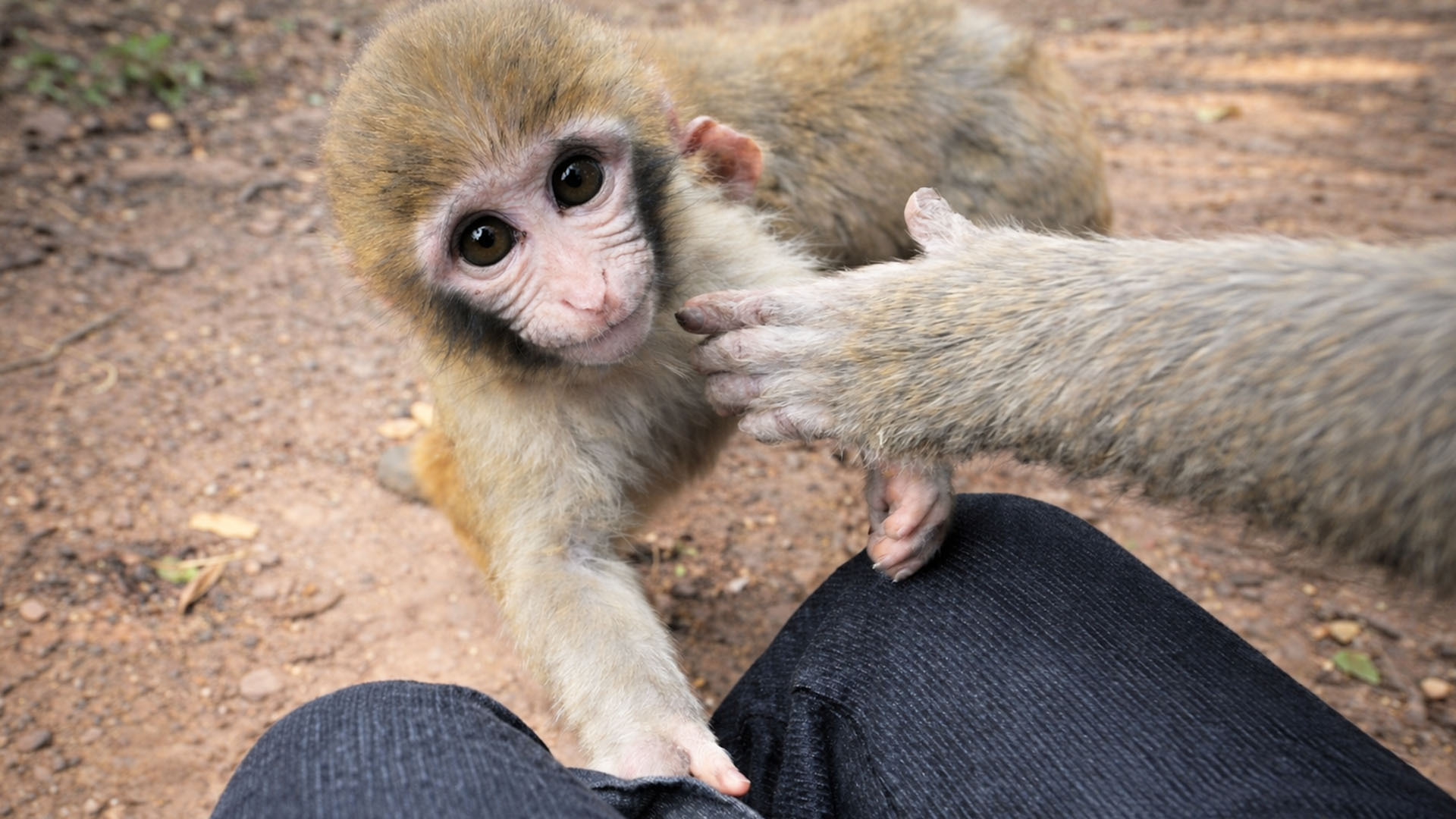 An adorable moment when baby monkey finishes feeding and stays close