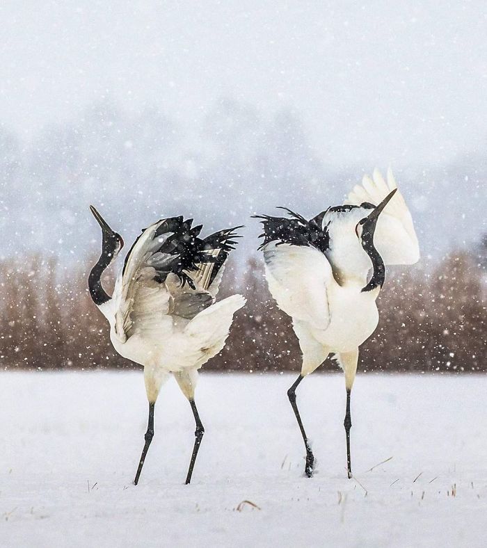 30 Wildlife Photos Taken In Dangerous Locations