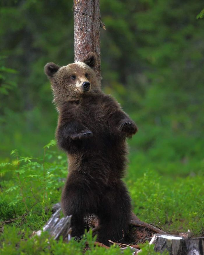 30 Wildlife Photos Taken In Dangerous Locations