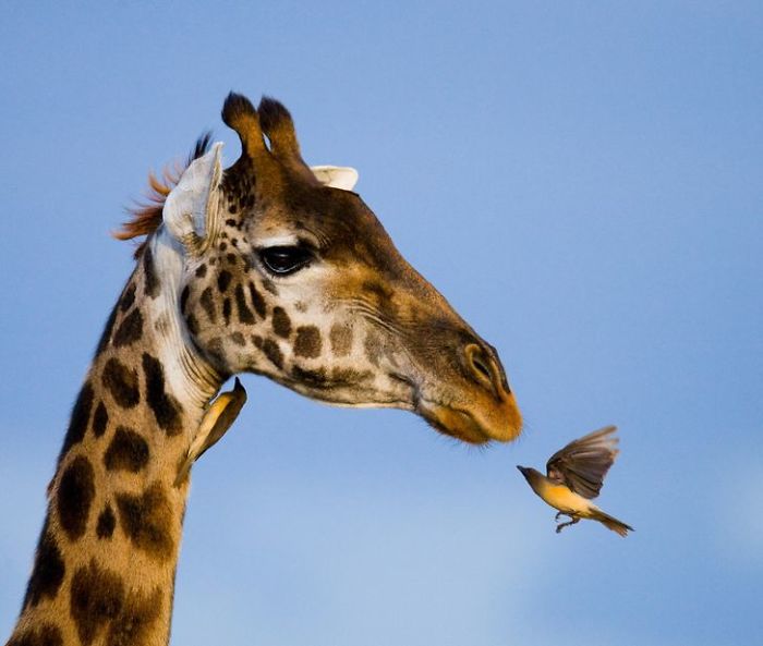 30 Wildlife Photos Taken In Dangerous Locations