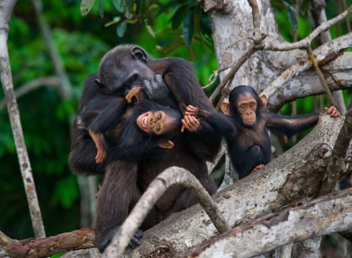 30 Wildlife Photos Taken In Dangerous Locations