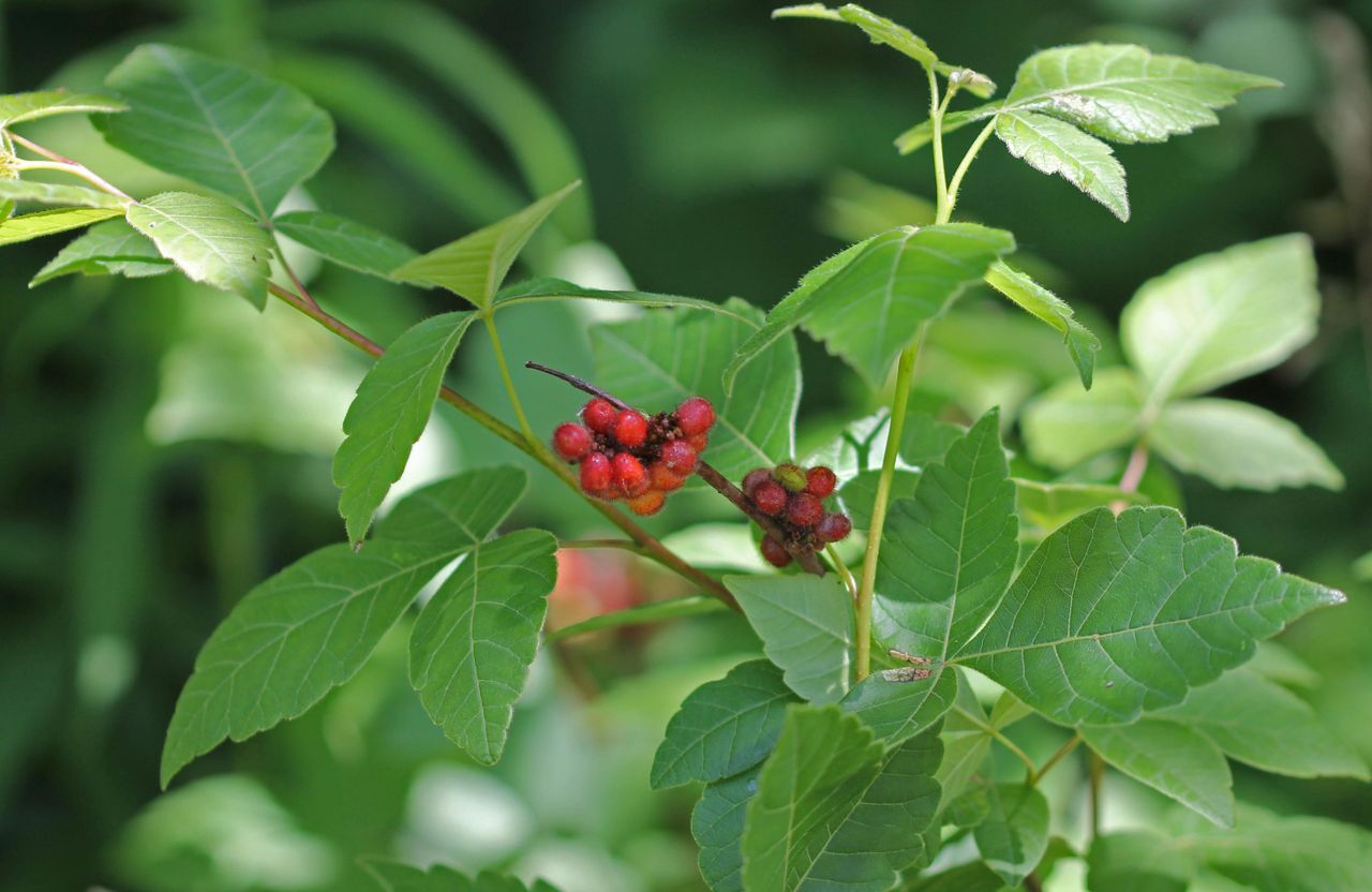 Fragrant Sumac