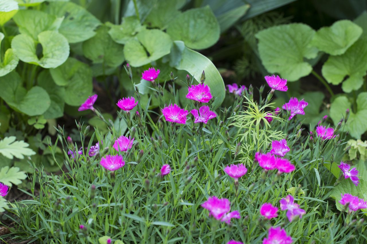 Pink Firewitch Dianthus