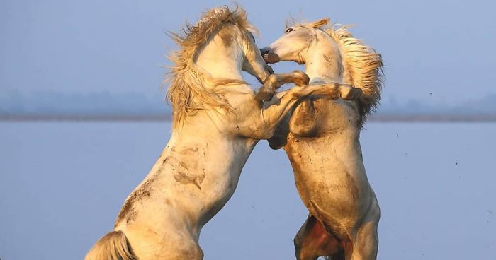 30 Wildlife Photos Taken In Dangerous Locations