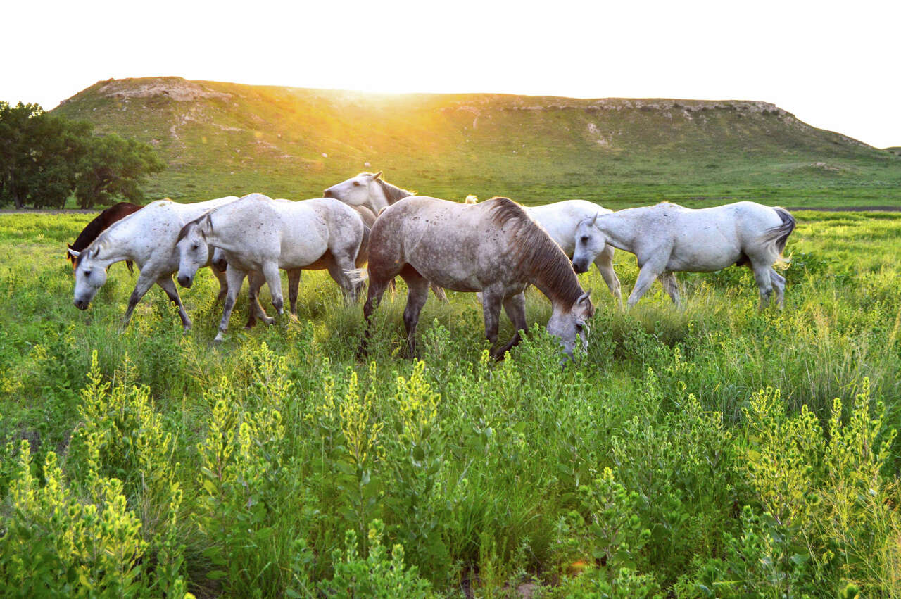 88,000-acre Texas-Oklahoma ranch to sell family-run operation for $127M